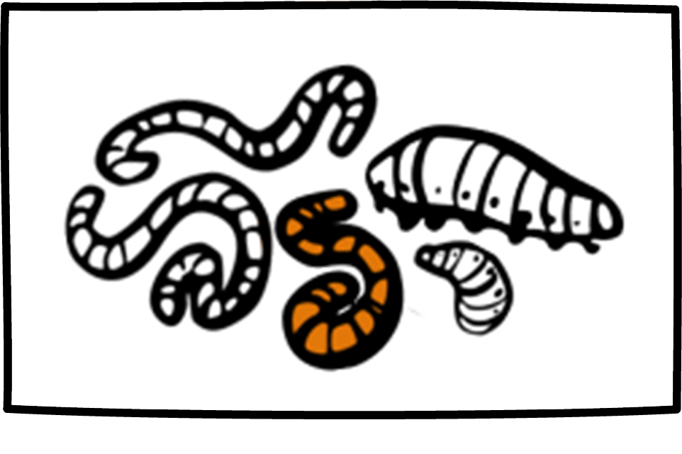 Wirbellose