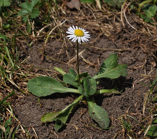 Ein Gänseblümchen mit gelbem Zentrum und weißen Blütenblättern, umgeben von einer Blattrosette, steht auf einer Wiese.