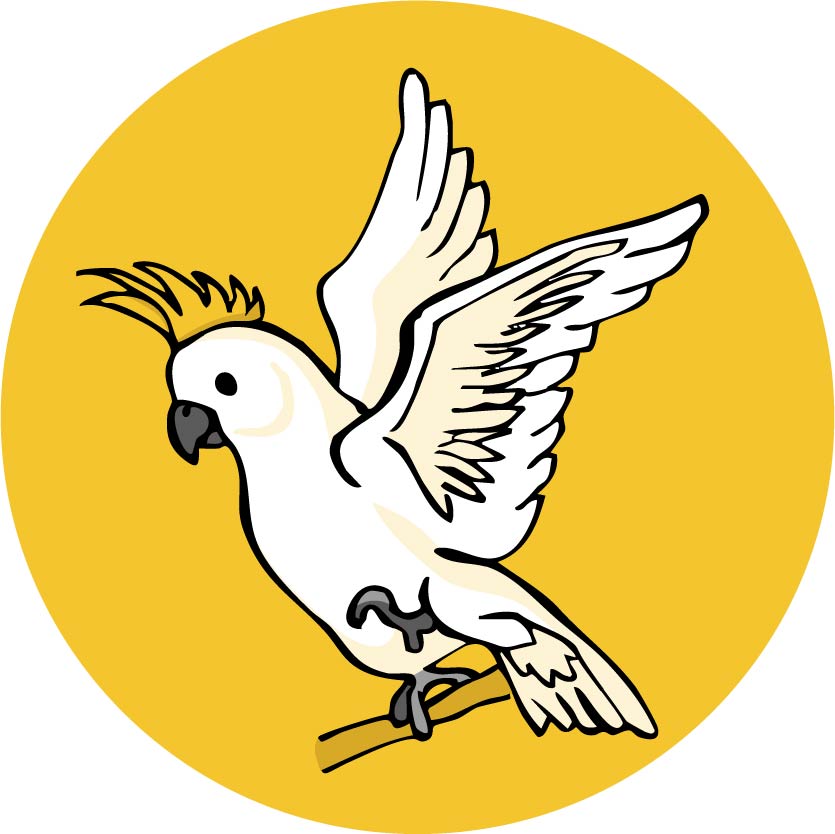 Die schneeweiße Kakdu-Dame Loreliei mit gelbem Häubchen sitzt mit aufgeregt aufgestellten Flügeln auf einem Ast