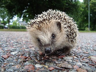 Ein Igel auf einer Straße schaut in die Kamera.
