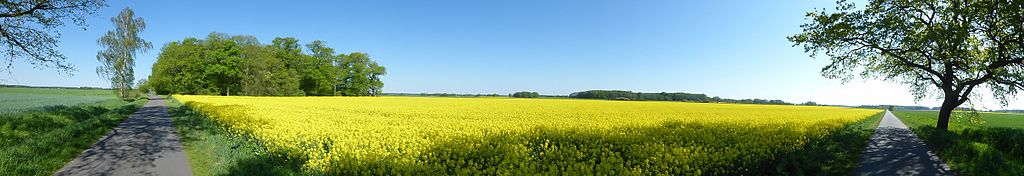 180° Panorama in der Altmark mit Rapsfeld, Bäumen und Straße