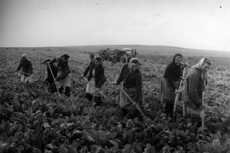 Foto von 1948, Frauen auf Rübenfeld.