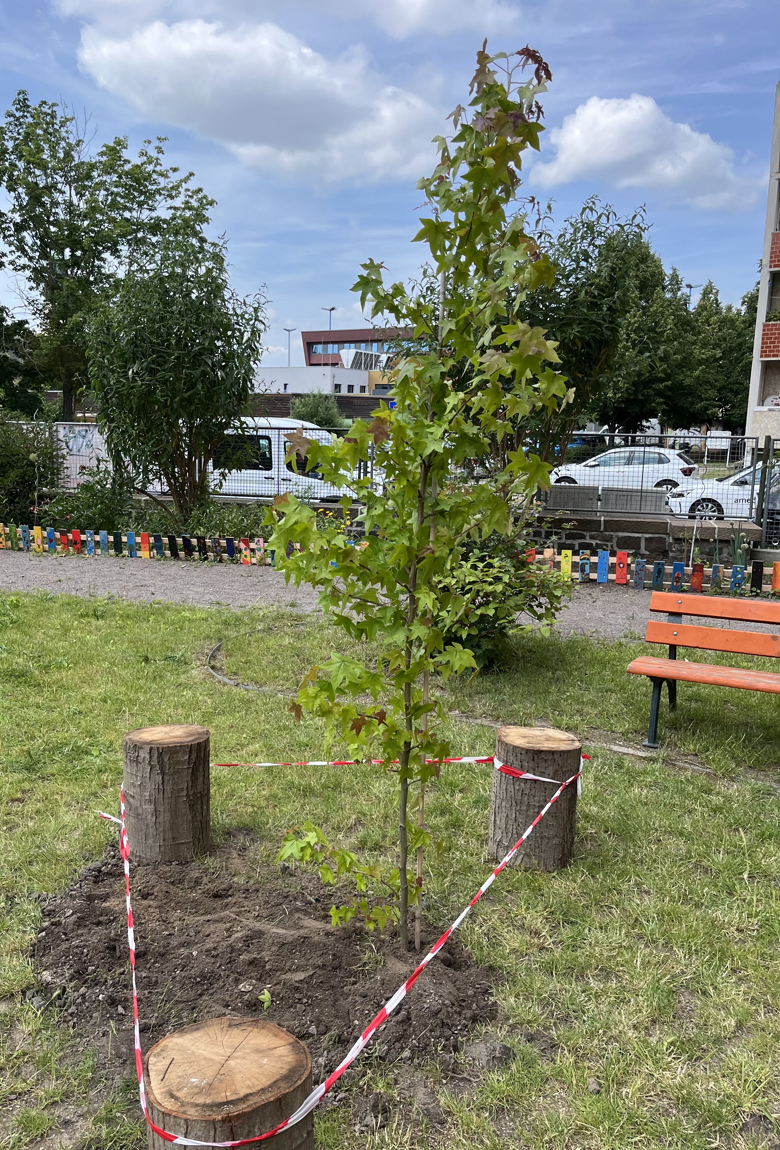 Amberbaum im Hinterhof