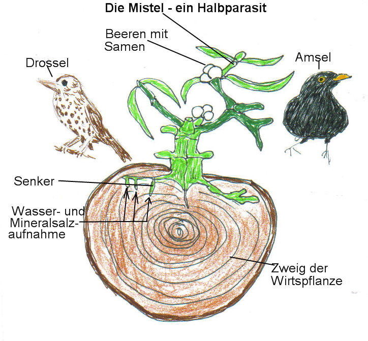 Mistel - Autor: Petra Sorgenfrey