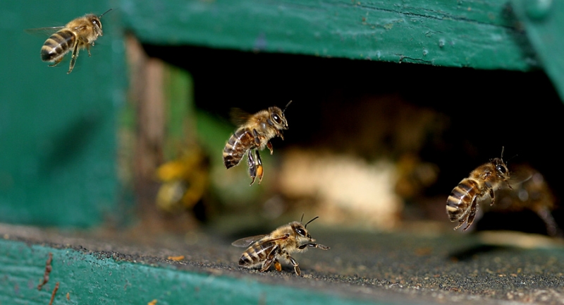 http://www.foto-harz.de/data/media/1/bienen.jpg