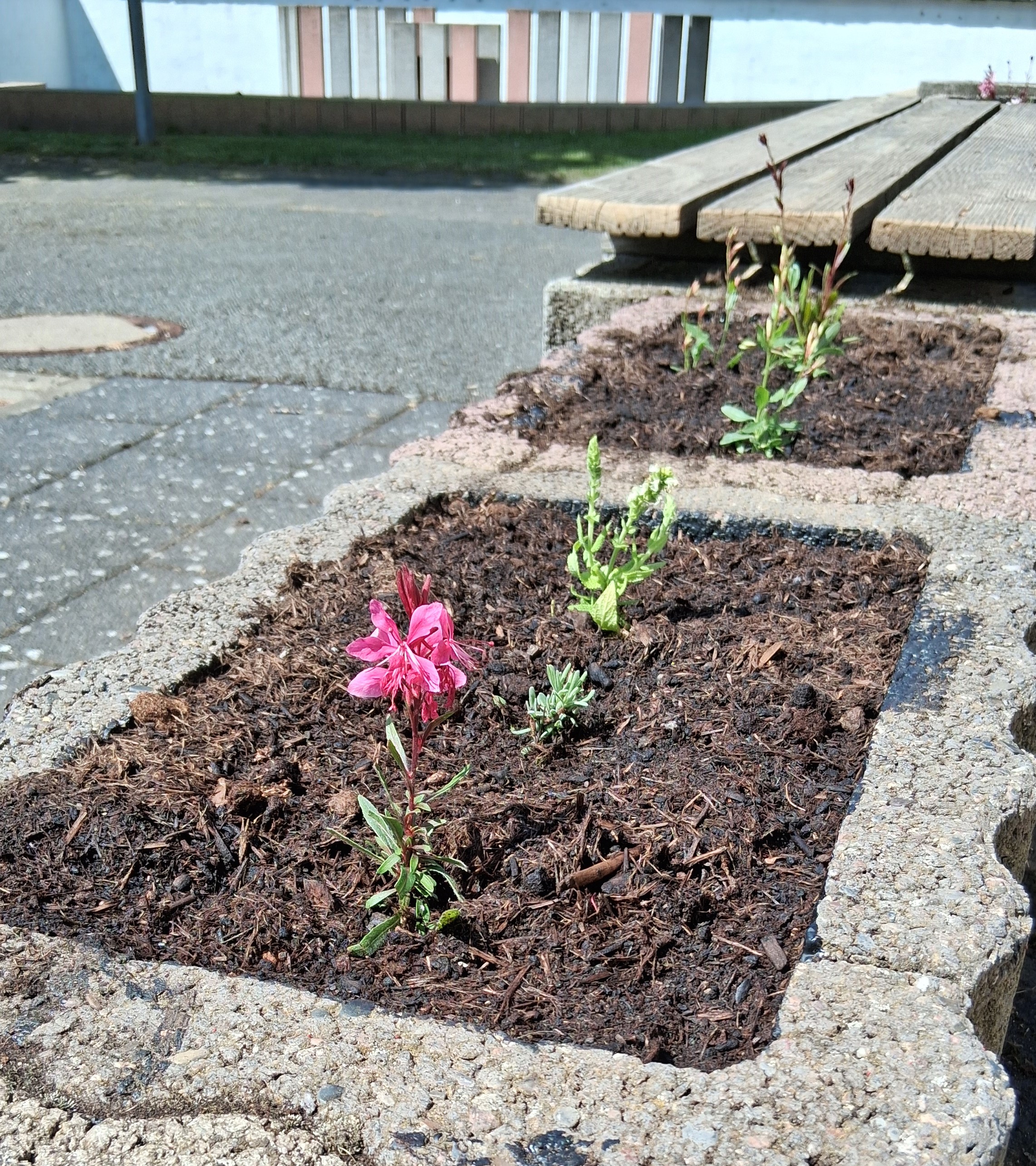 Blühen & Wachsen