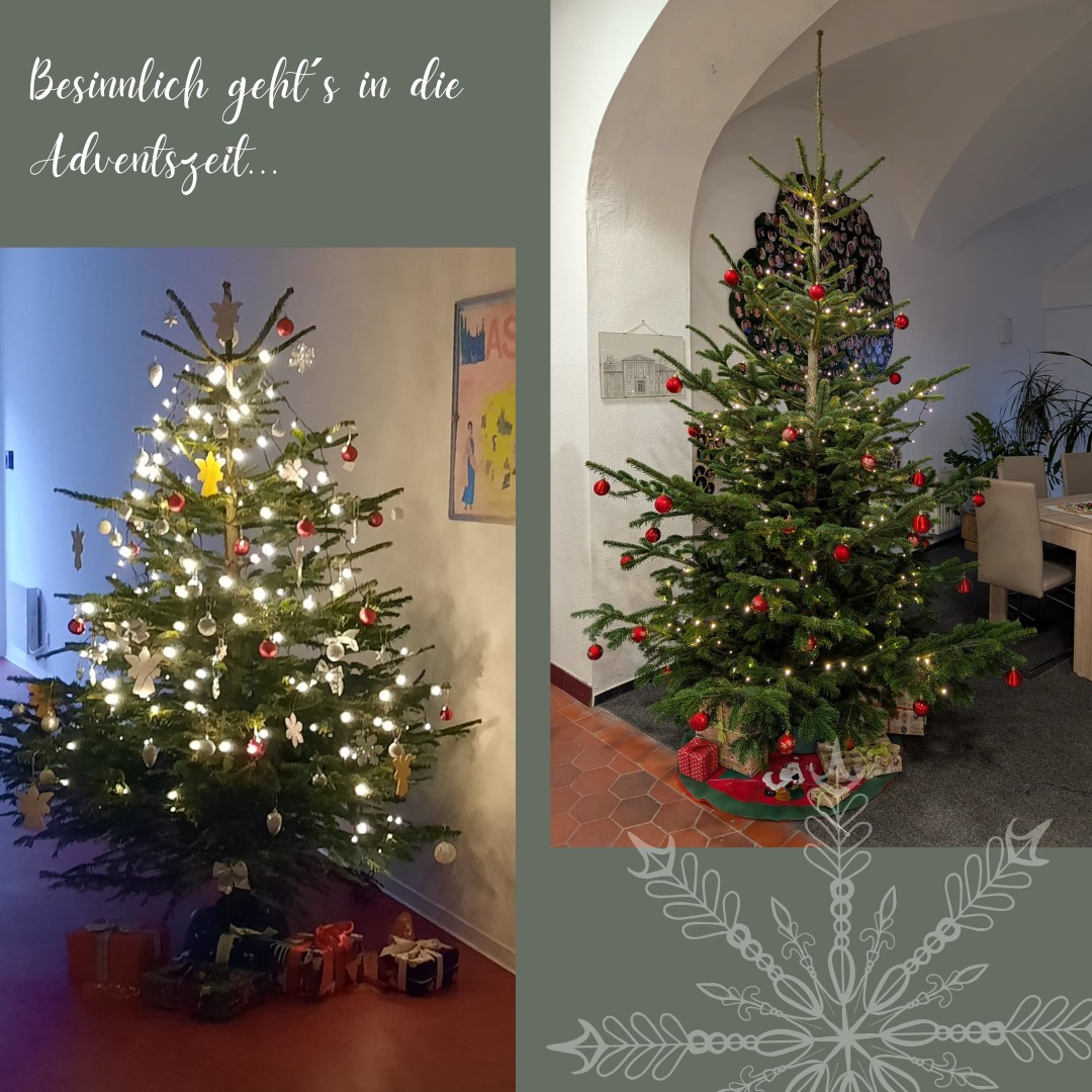 Weihnachtsbäume Schule