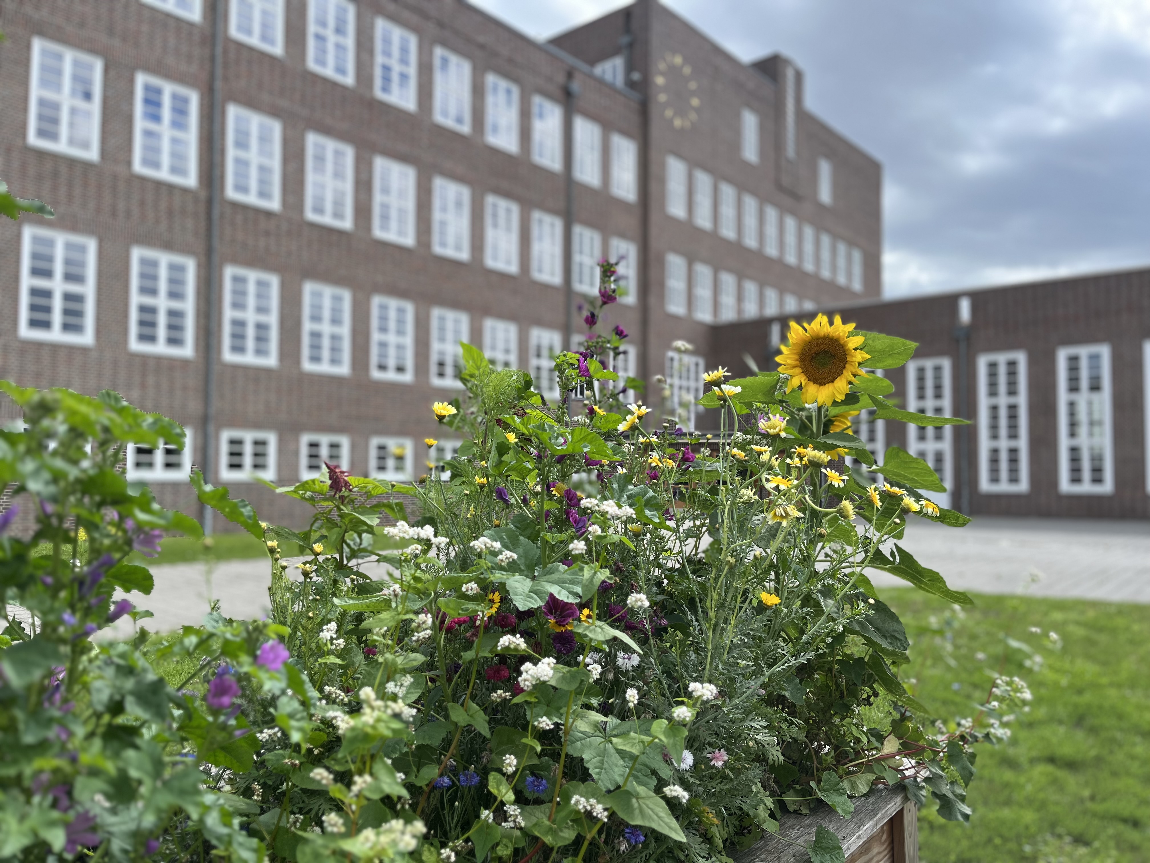 Sonnenblume auf dem Schulhof