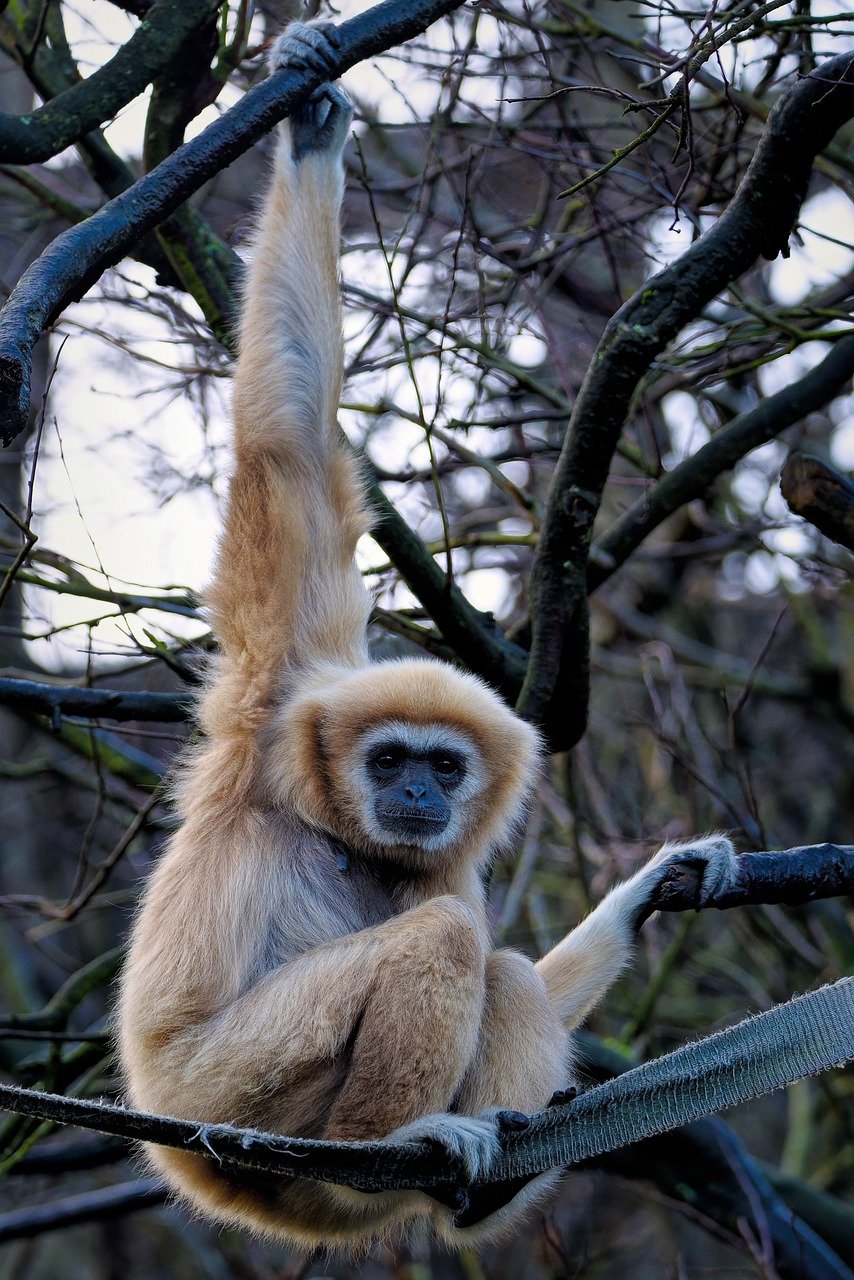 Bild: Gibbon