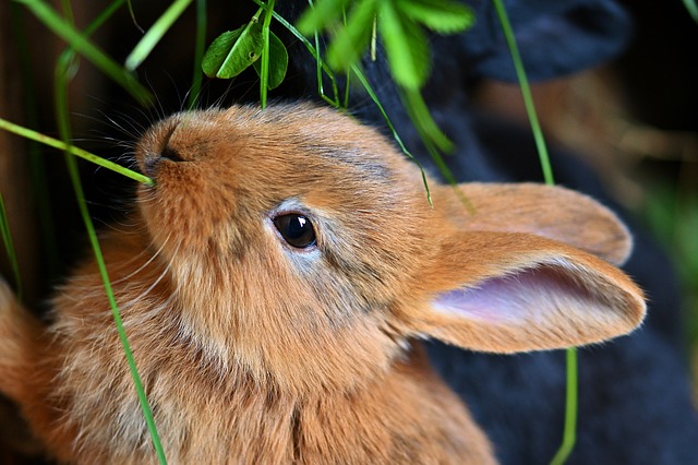 <p>Hase</p>
