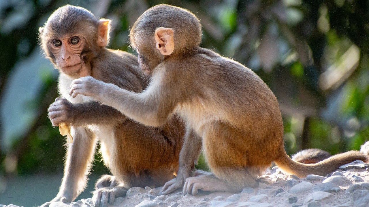 <p>Affe</p>