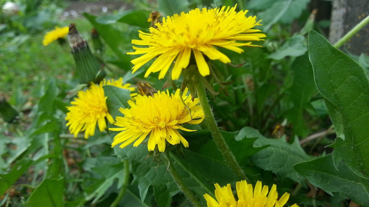 https://pixabay.com/photos/dandelions-greens-flora-2709924/